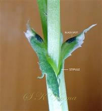  Stipules
